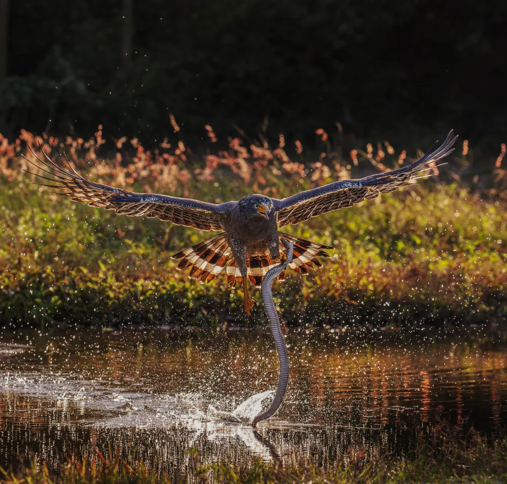 (吉星高照), Taksing: Aigle serpent à crête