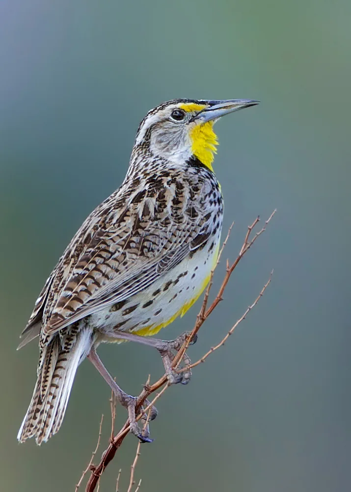 Verdon: Western Meadowlark