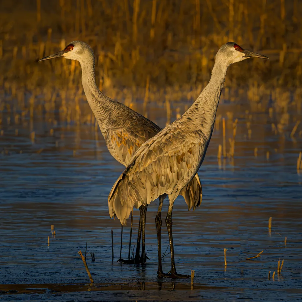 Li, Wanghan: Stand Guard on Ice - Sandhill Cranes