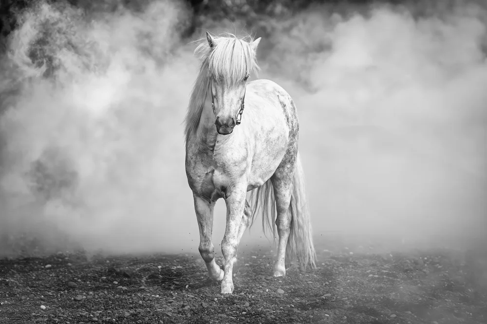 Sink, C. Jeffrey: And there came a white horse