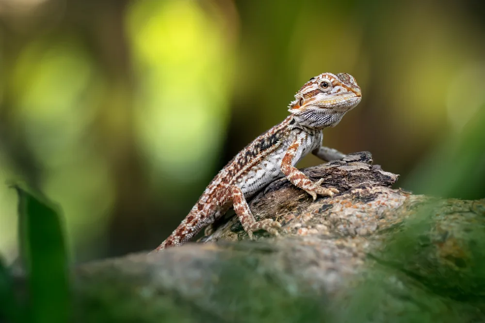 Maududdin, Fauzan: Little Bearded Dragon