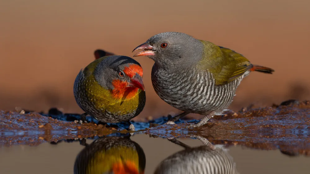 FrancoisVenter: Mom and dad