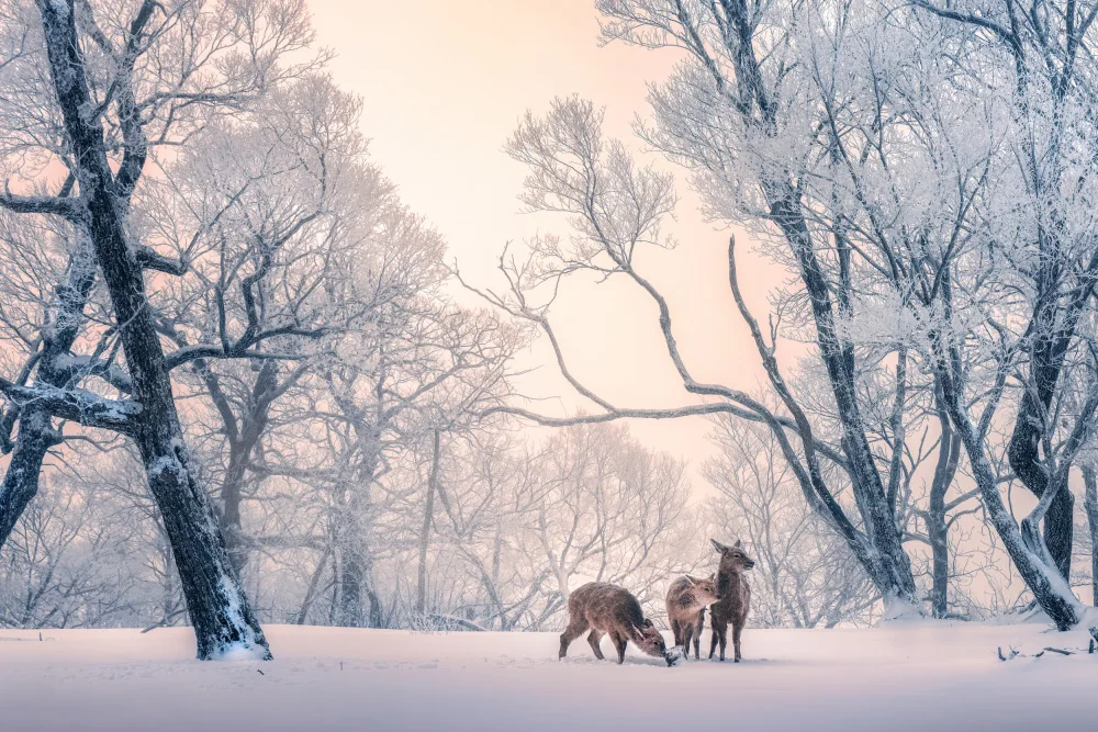 Cui, Yuan: Sprites dancing in the snow