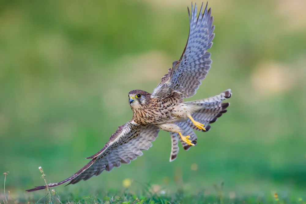Manusevich, David: Common kestrel