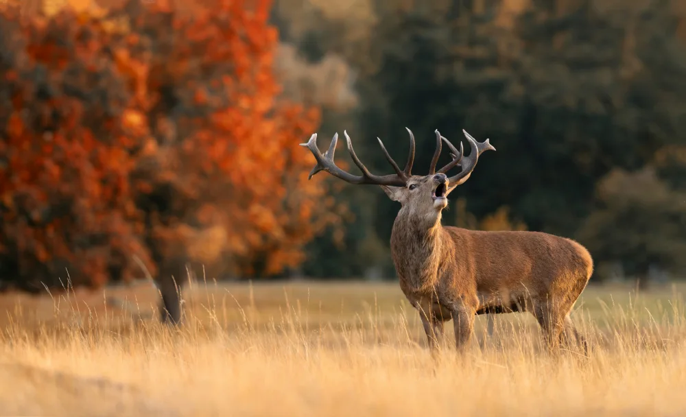 fotorax, Jevric Radojica: Autumn love call