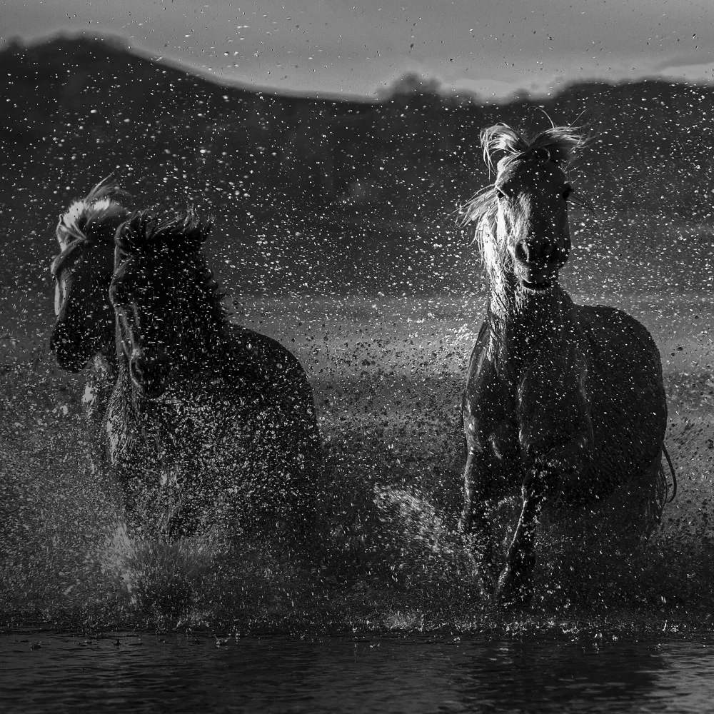 UU: 奔马  galloping horse