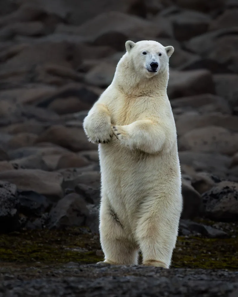 Gil, Ignacio José: Polar Bear 1