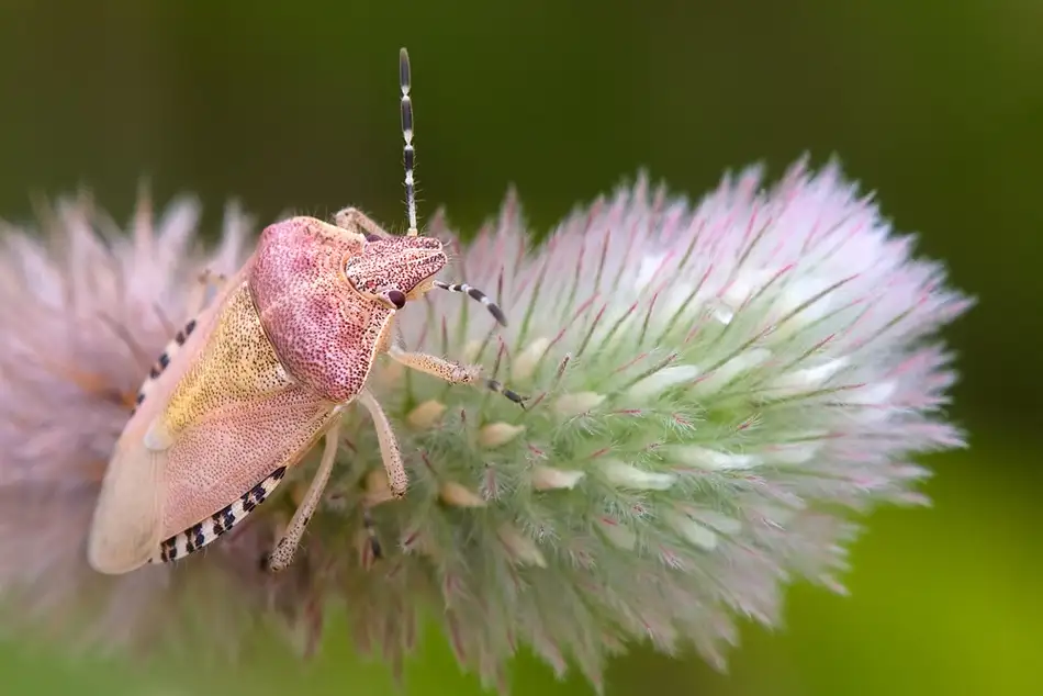 Dam, Thomas: Dolycoris baccarum