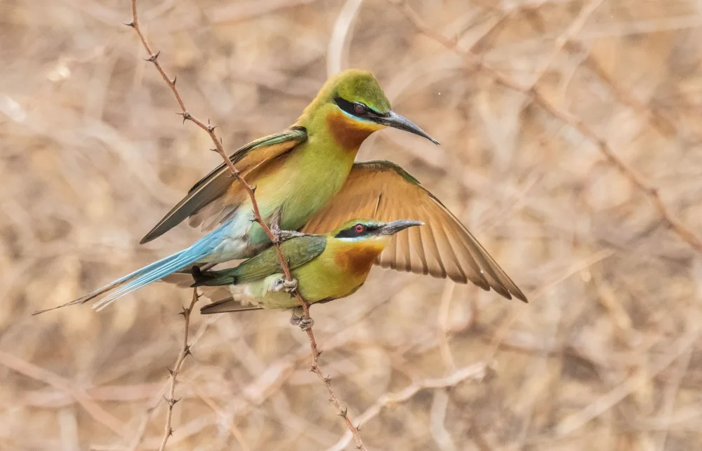 Nagpal, Manish: Mating bee eaters