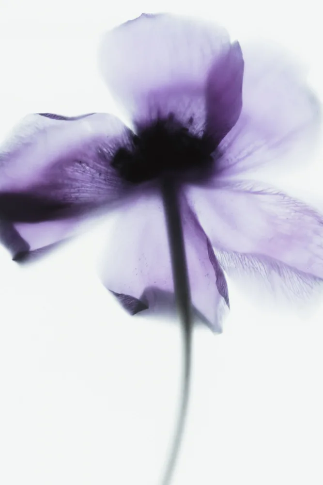 Izzard, Magda: Coquelicot violet