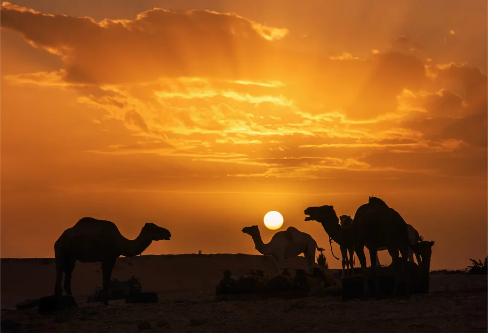 Kong, Chris: Camels at Sahara sunset