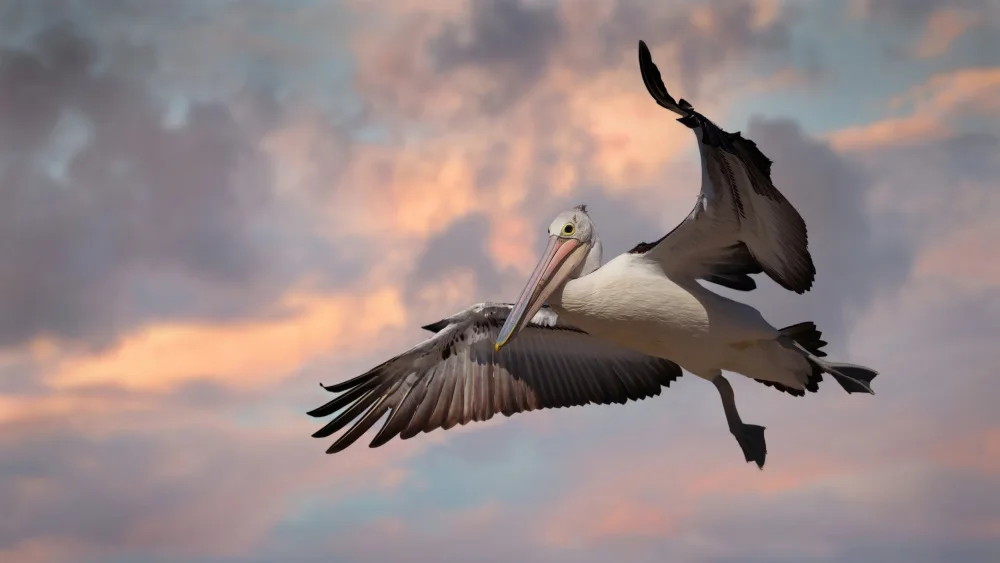 Papamanolis, Emanuel: Pelisaurus