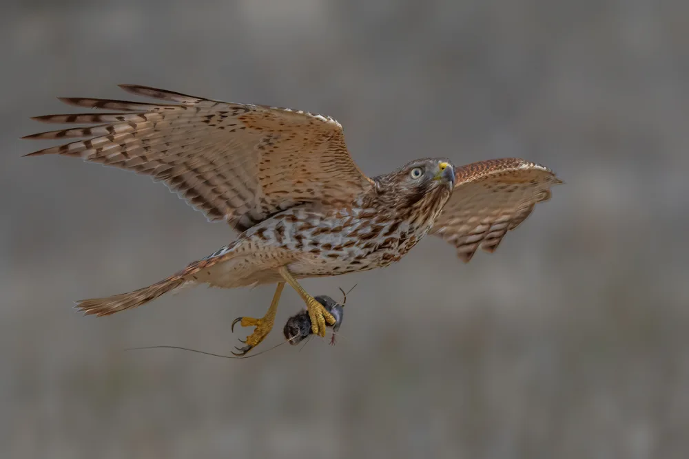 Xu, Jian: Red shouldered hawk with its prey