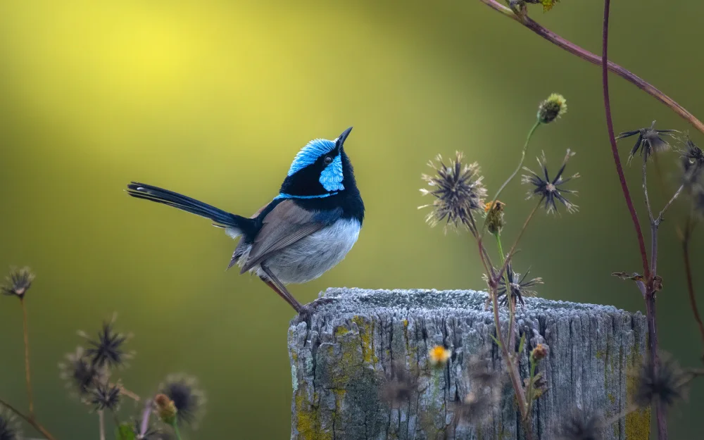 Papamanolis, Emanuel: Superb Fairy-wren