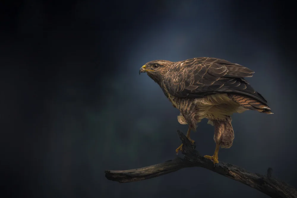 Horst, ter Gert: Common Buzzard