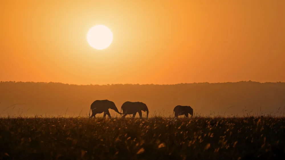 Fan, John: Sunset Walk