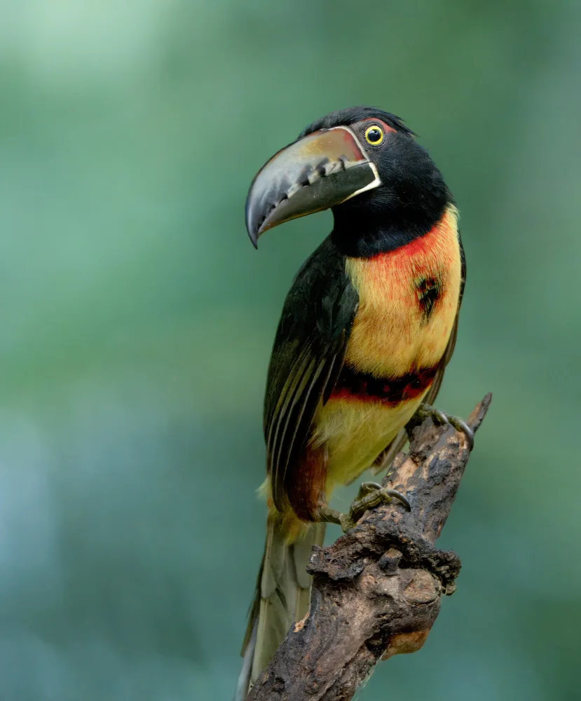 Qiao, Bin: Collared Aracari