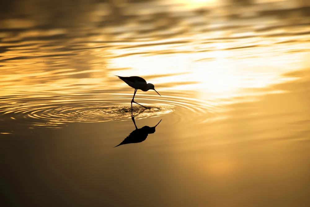 Moshe, Mallal: Goldener Sonnenaufgang