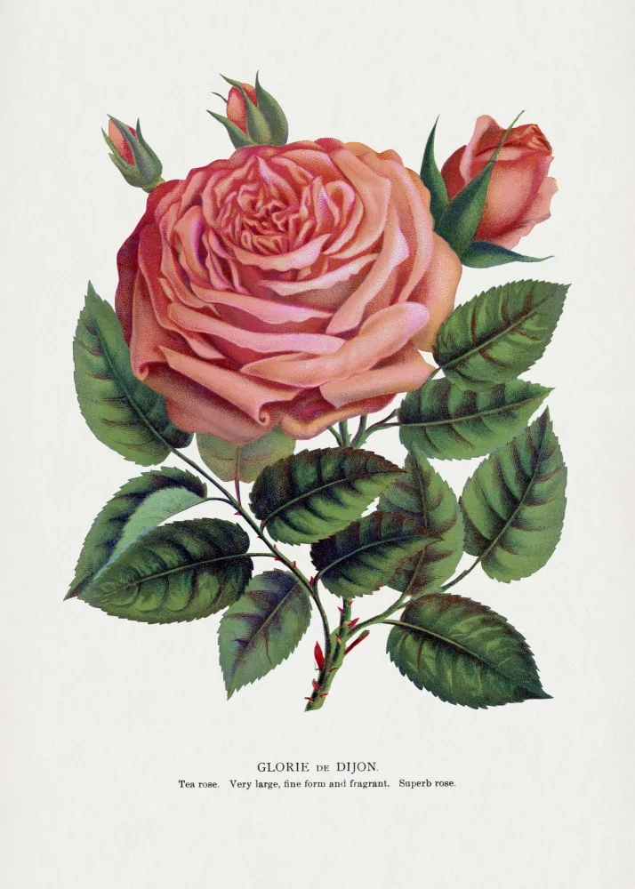 Rochester, Specimen Botanical: Růžová růže,litografie Glorie De Dijon