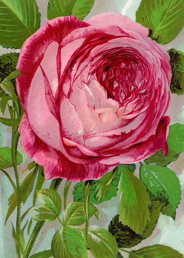 Rochester, Specimen Botanical: Růžová růže,litografie paní John Laing