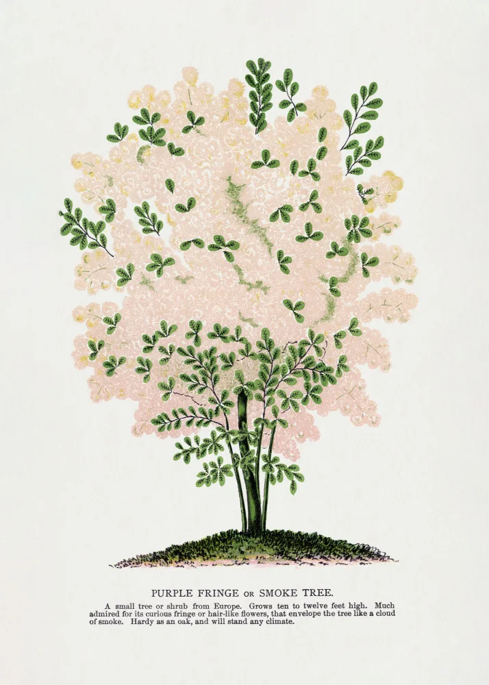 Rochester, Specimen Botanical: Litografie s fialovými třásněmi