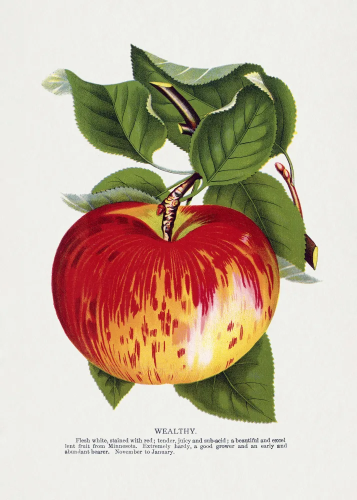 Rochester, Specimen Botanical: Litografie bohatých jablek