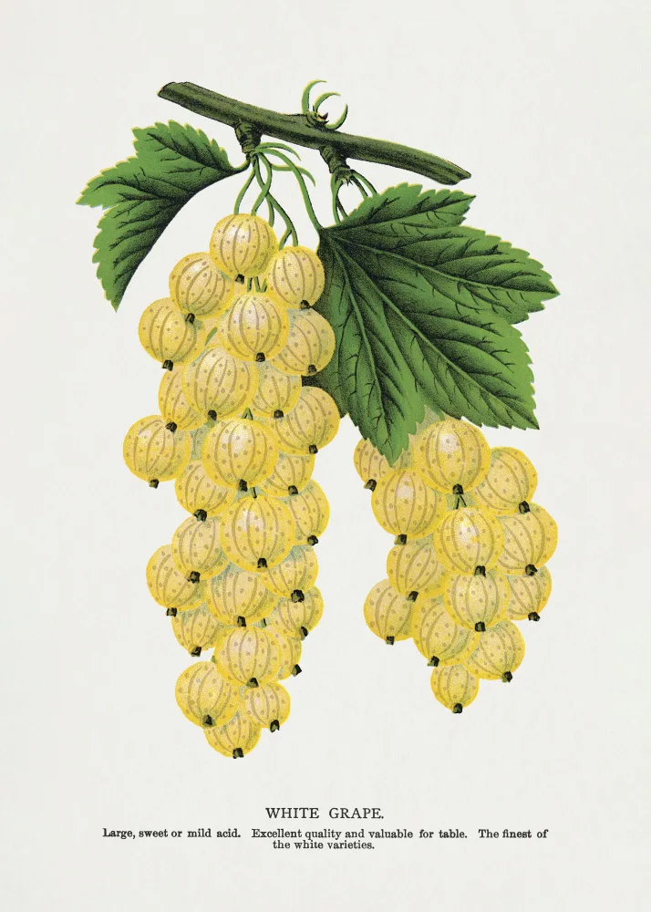 Rochester, Specimen Botanical: Litografie z bílého hroznu