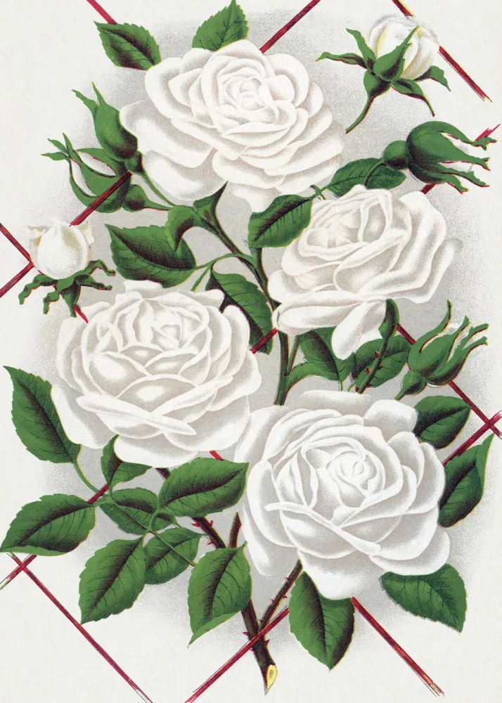 Rochester, Specimen Botanical: Bílá růže,Baltimore Belle Lithograph
