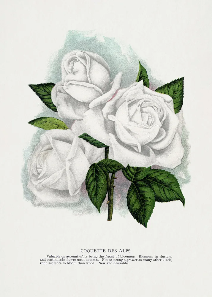 Rochester, Specimen Botanical: Bílá růže,litografie Coquette Des Alps