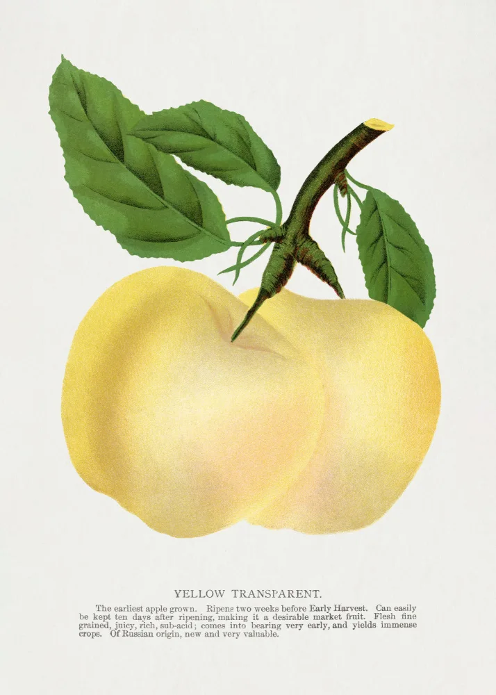 Specimen, Botanical : Lithographie Pomme Transparente Jaune