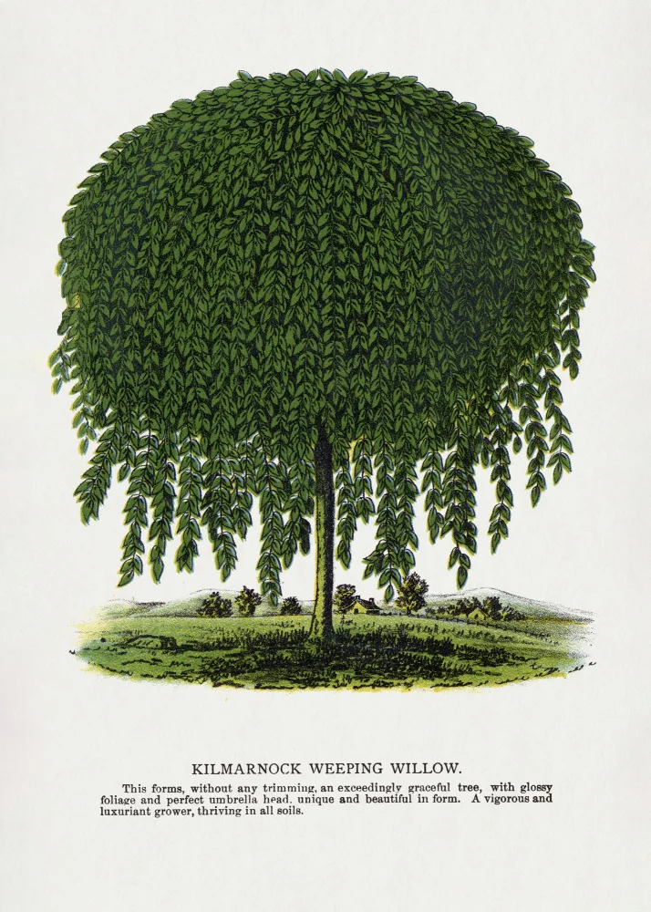 Rochester, Specimen Botanical: Litografie Kilmarnock Weeping Willow Tree