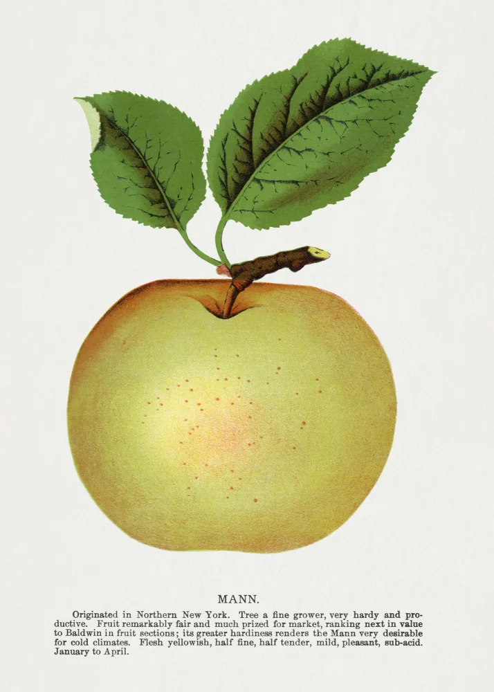 Rochester, Specimen Botanical: Litografie Mann Apple