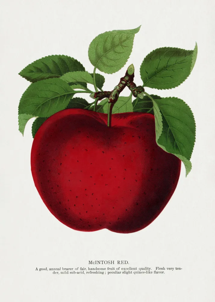 Rochester, Specimen Botanical: Litografie Mcintosh Red Apple