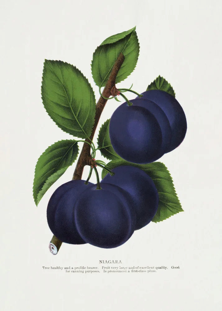 Rochester, Specimen Botanical: Litografie Niagara Plum