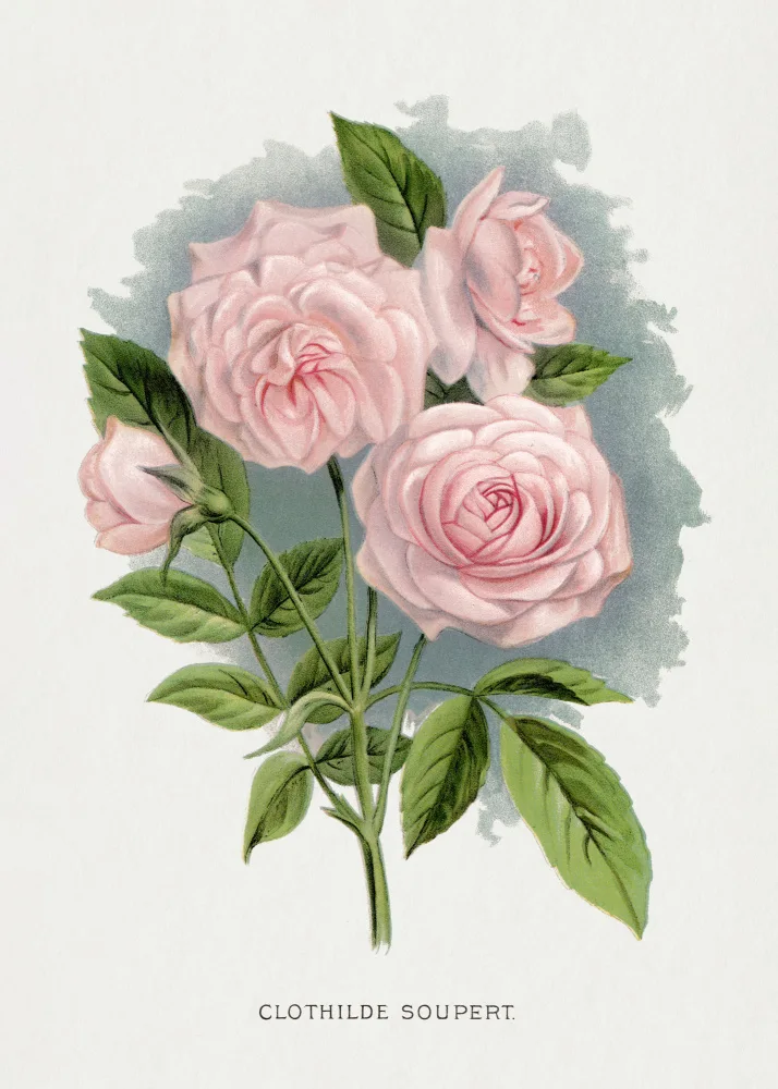 Rochester, Specimen Botanical: Růžová růže,litografie Clothilde Soupert