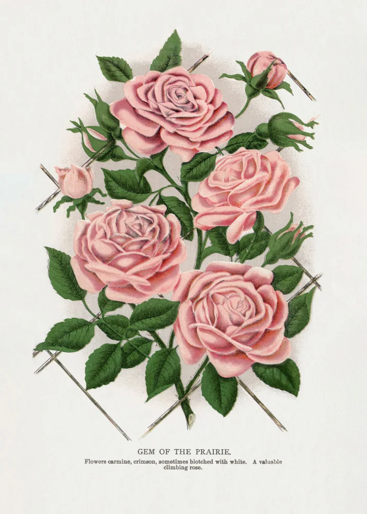 Rochester, Specimen Botanical: Růžová růže,drahokam prérijní litografie