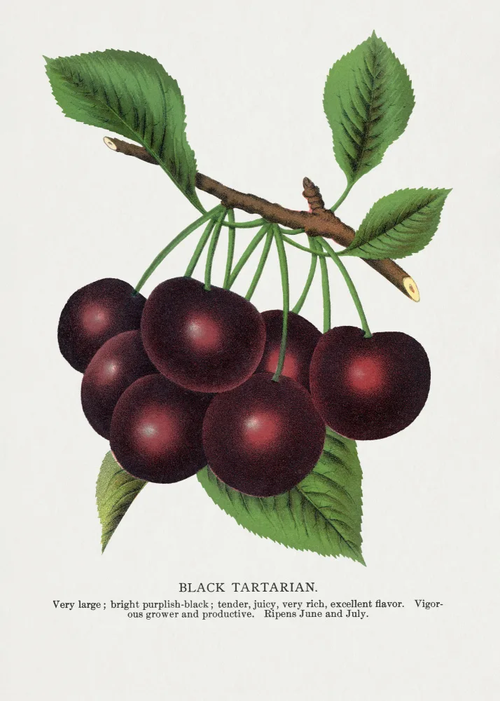 Rochester, Specimen Botanical: Litografie z černé tatarské třešně