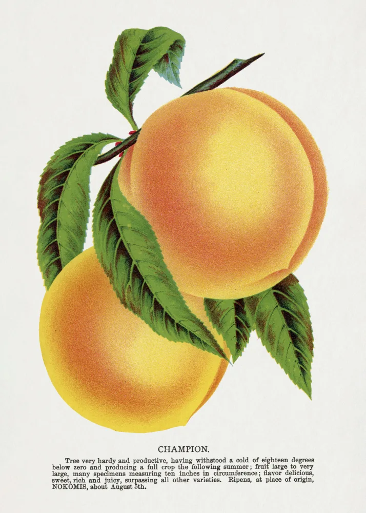 Rochester, Specimen Botanical: Litografie Champion Plum
