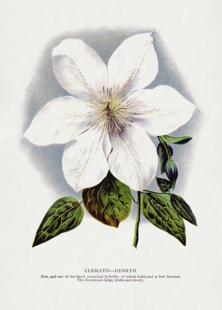 Rochester, Specimen Botanical: Litografie květu plaménku