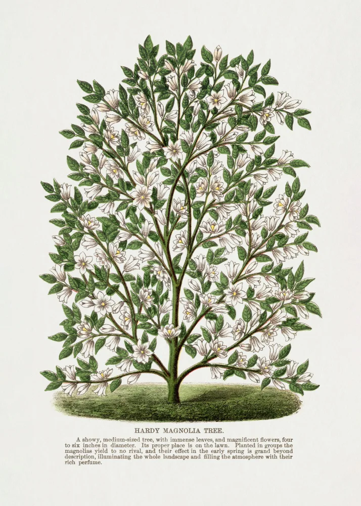 Rochester, Specimen Botanical: Hardy Litografie magnólie