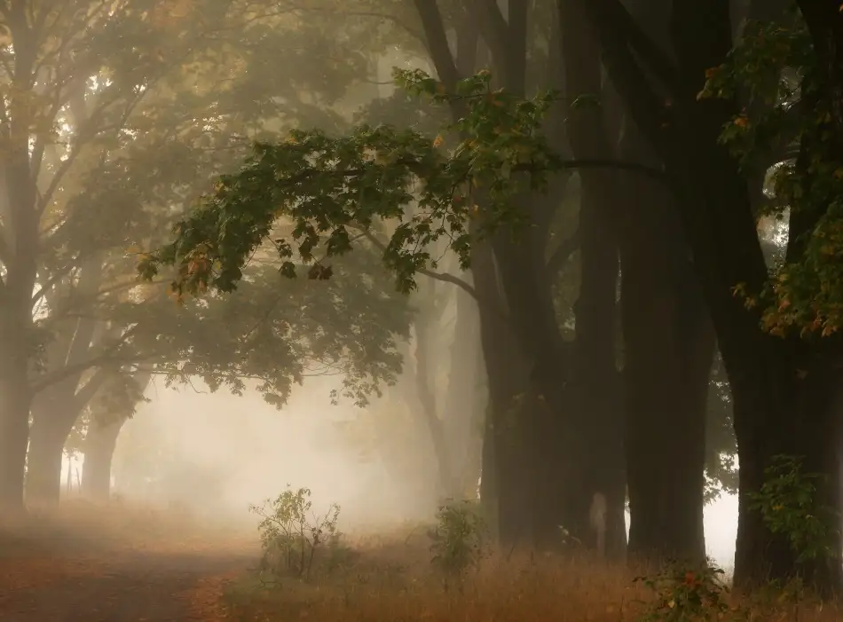 Kruk, Przemyslaw: Otoño