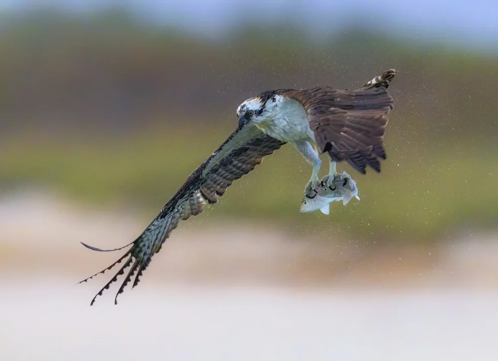 Gu, Zeren: Super Catch