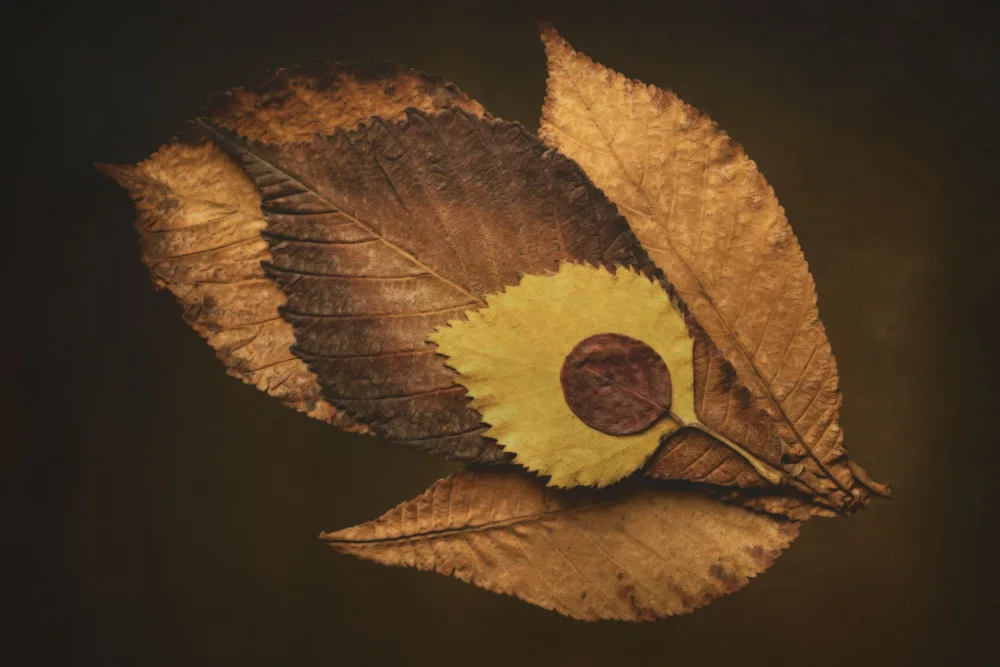 Kiral, Cicek: Herbstblätter