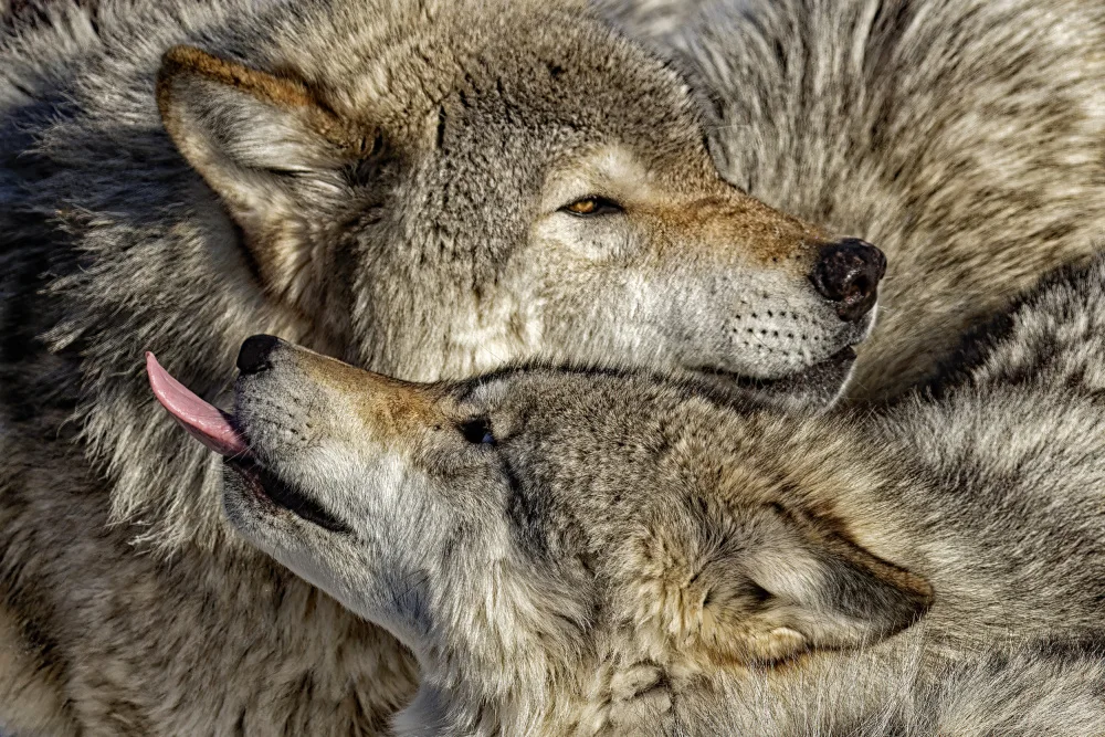 Gagnon, Lucie: Timber Wolves PDA