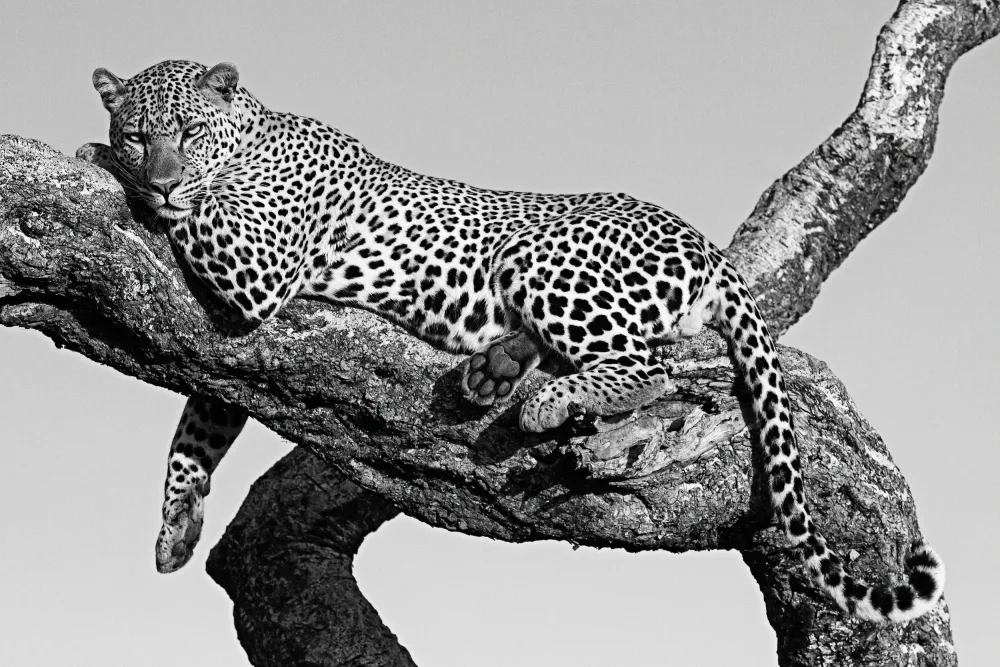 Allen-Rowlandson, Emma: Leopard hanging out