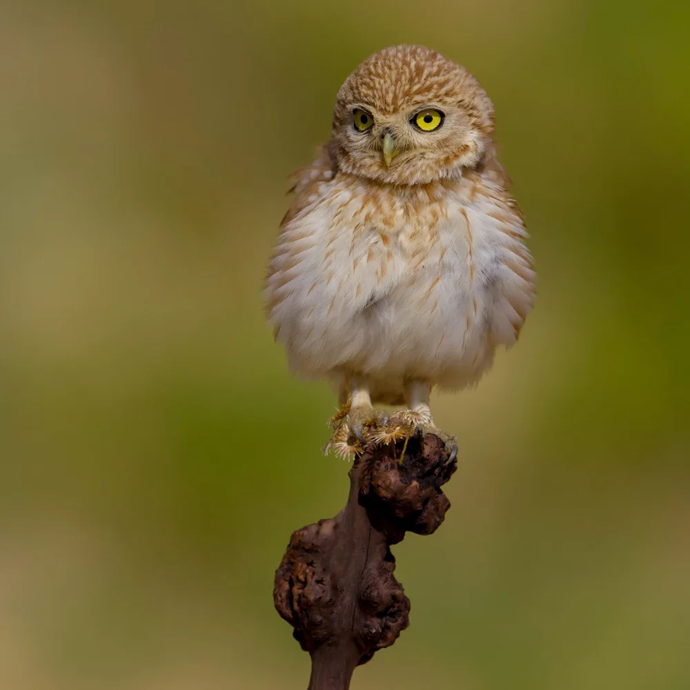 Manusevich, David: Little owl