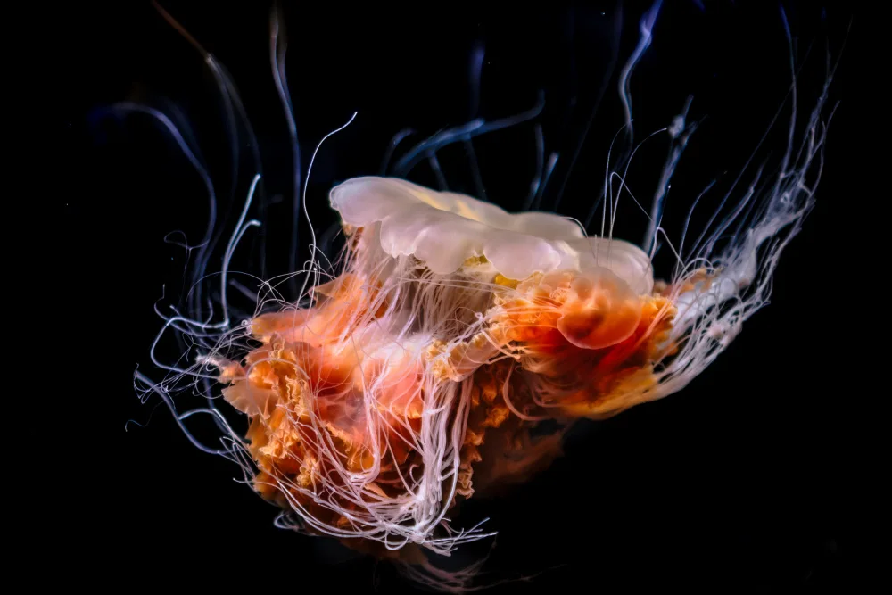 Aliace/uesan: Sea Nettle