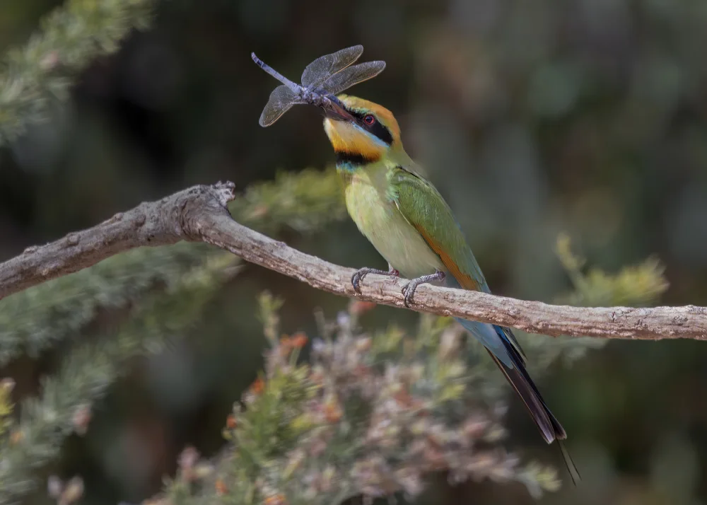 Moss, Susan: Dragon Fly for Dinner