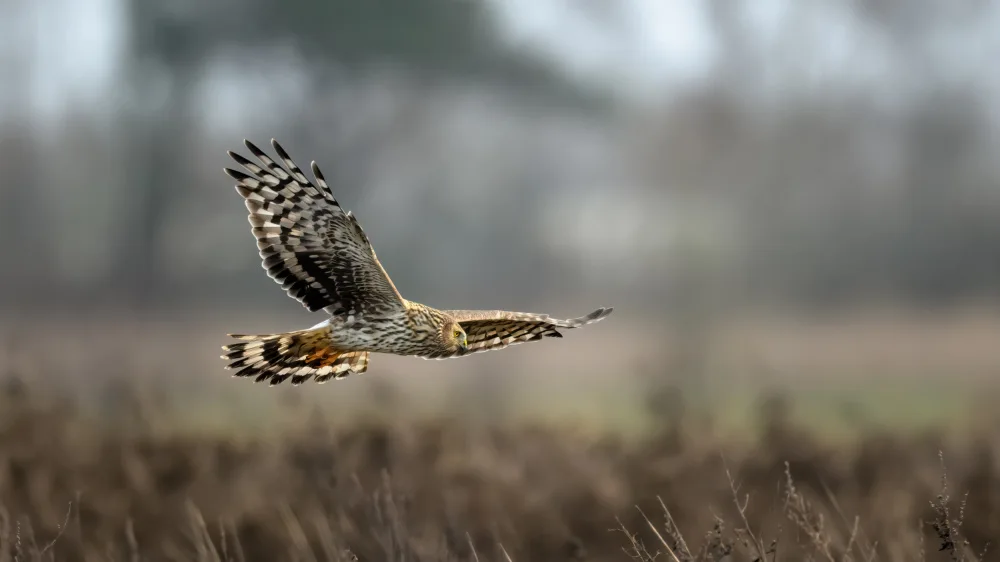 Helsen, Eddy: Hunting