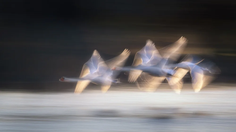Zhang, Joan: Vol de cygnes un matin d'hiver